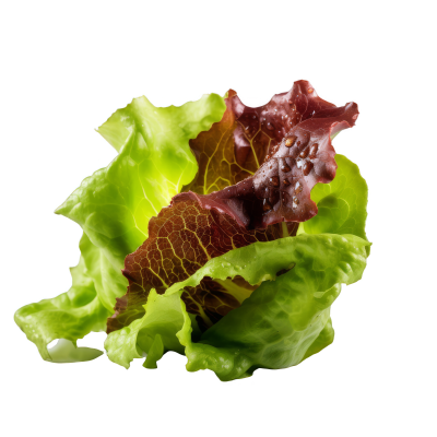 Lettuce (Red Oak)